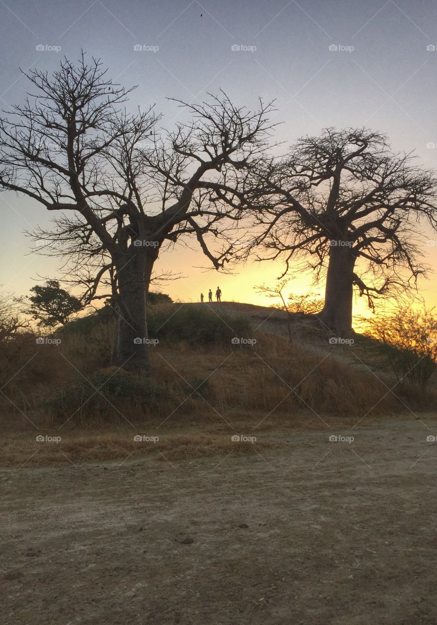 People on a hill with baobab trees