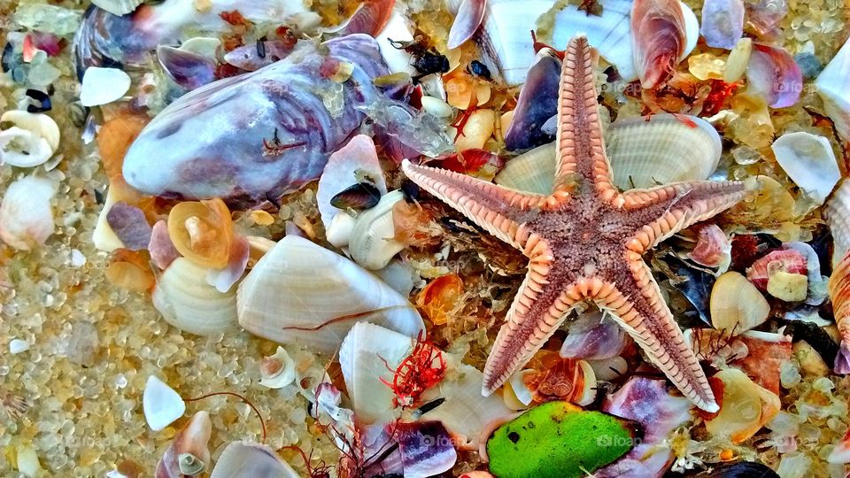 Starfish, Seashell, Shellfish, Marine, Sea