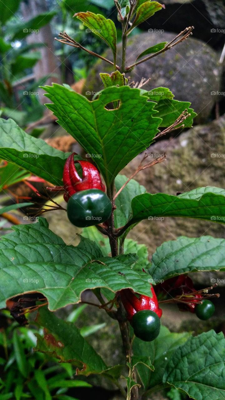 Strobilanthes crispa fruiting in the garden