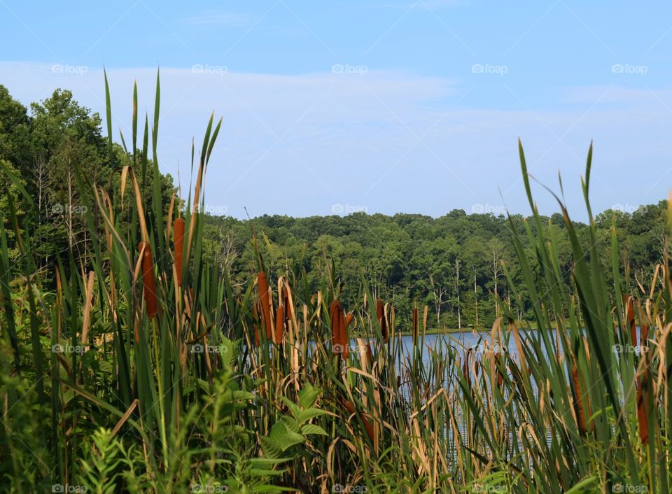 Scenic view of nature