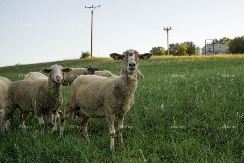 Sheep on the meadow.