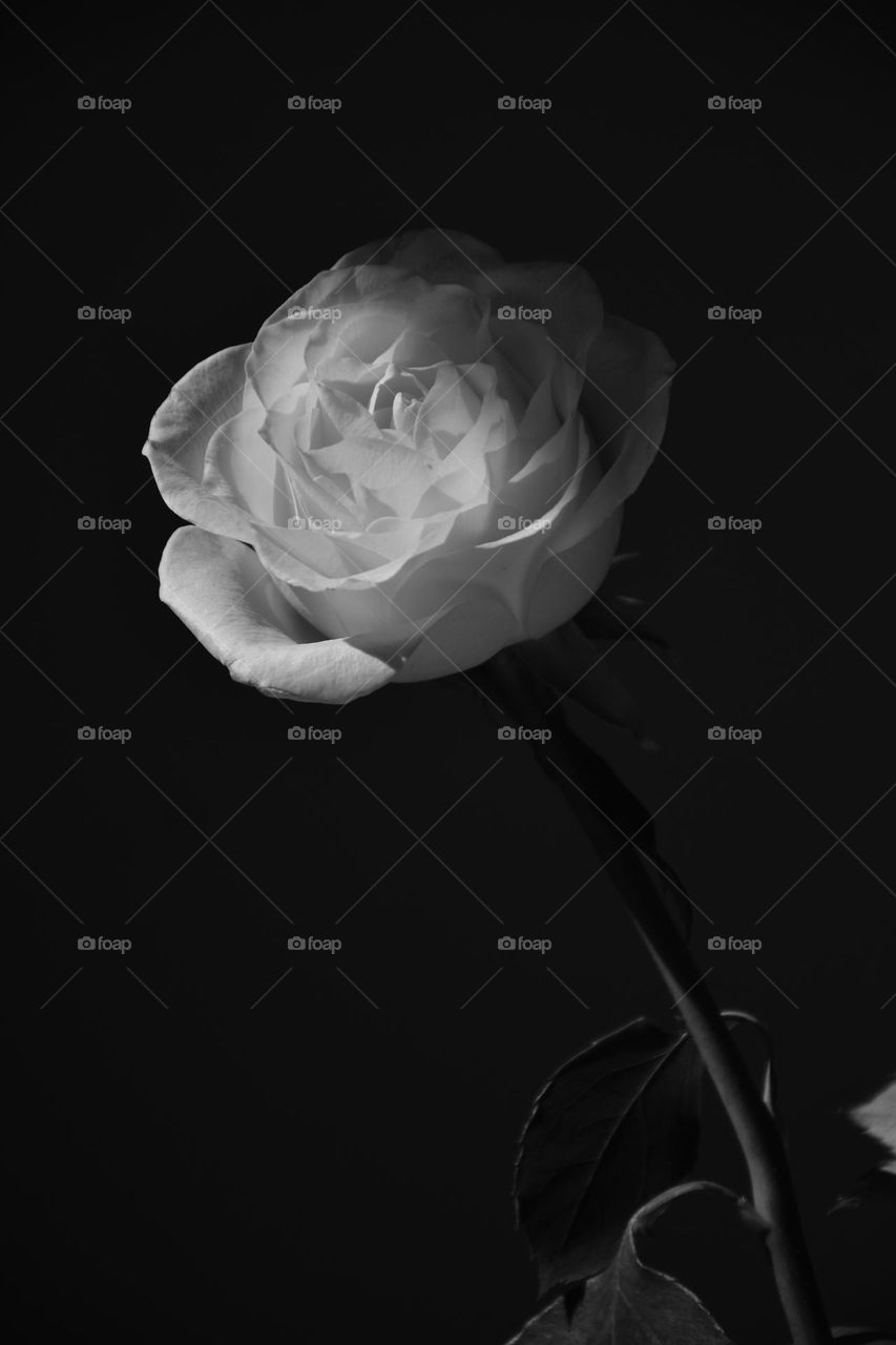 Natural soft window light inspired by Thomas Mapplethorpe showcasing the beauty of flowers💐🔥📸