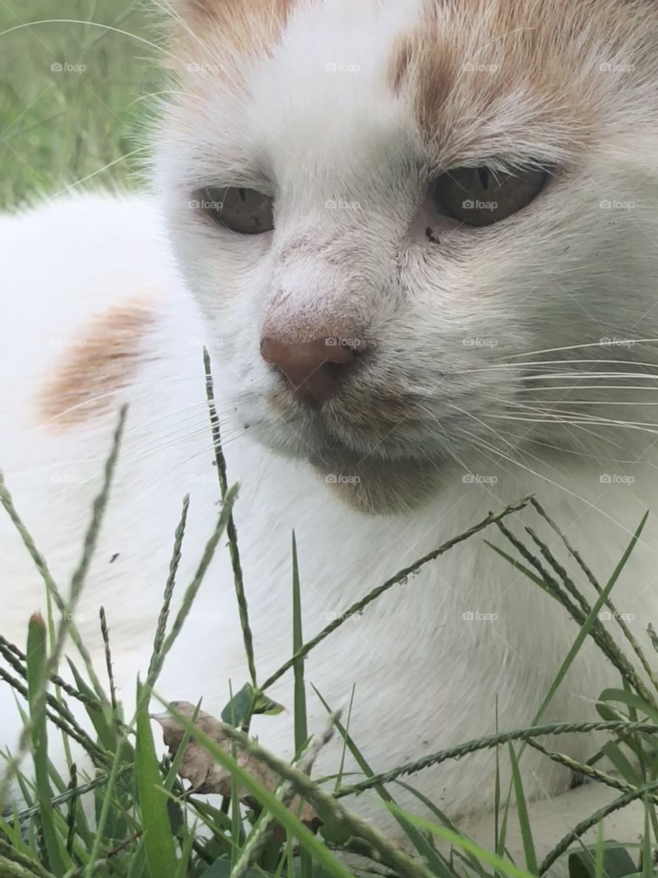 Cat in tall grass close up