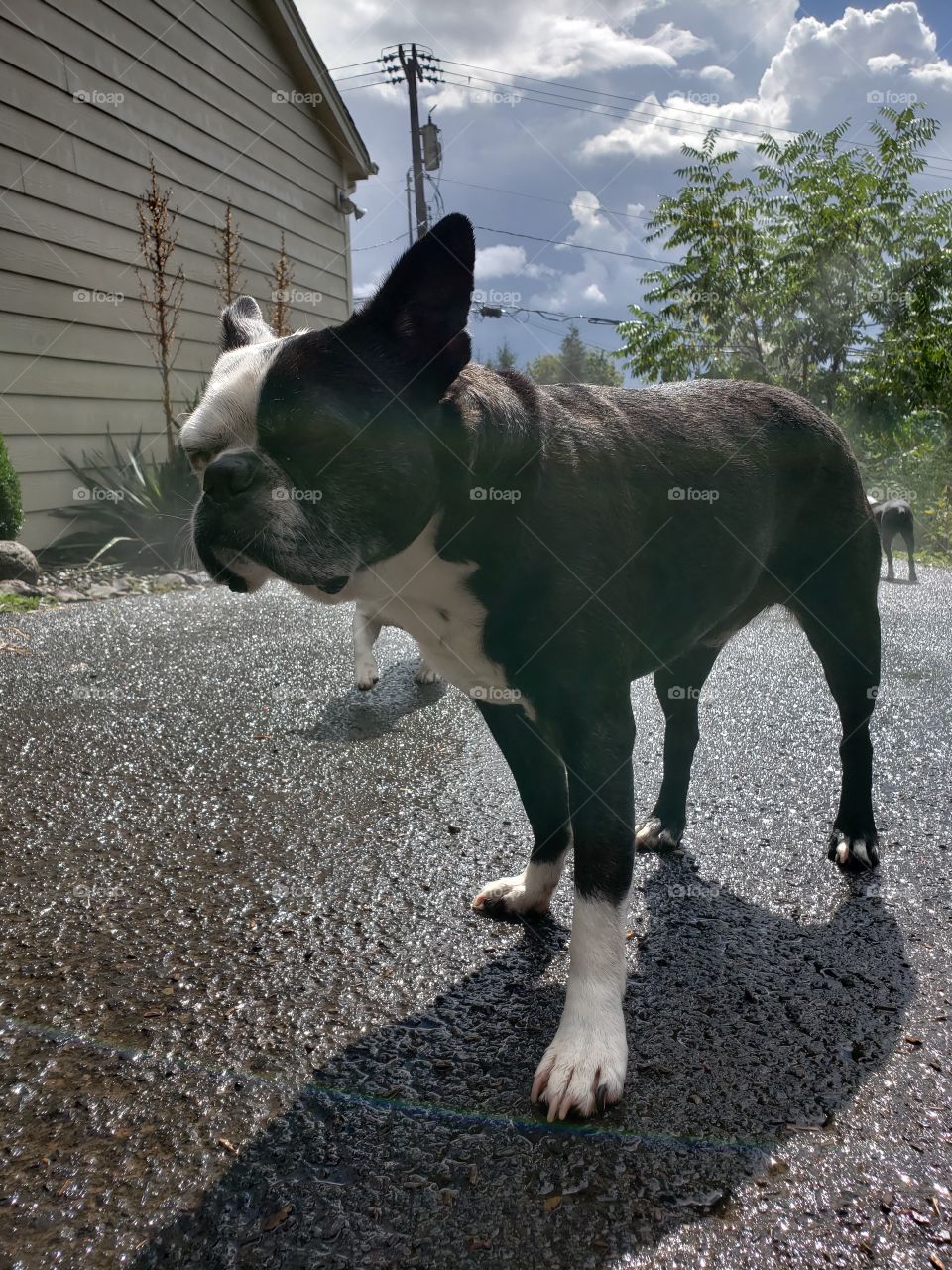 Stinky pete after the rain