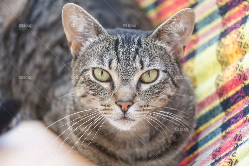 Curious tabby cat at home looking in the eyes