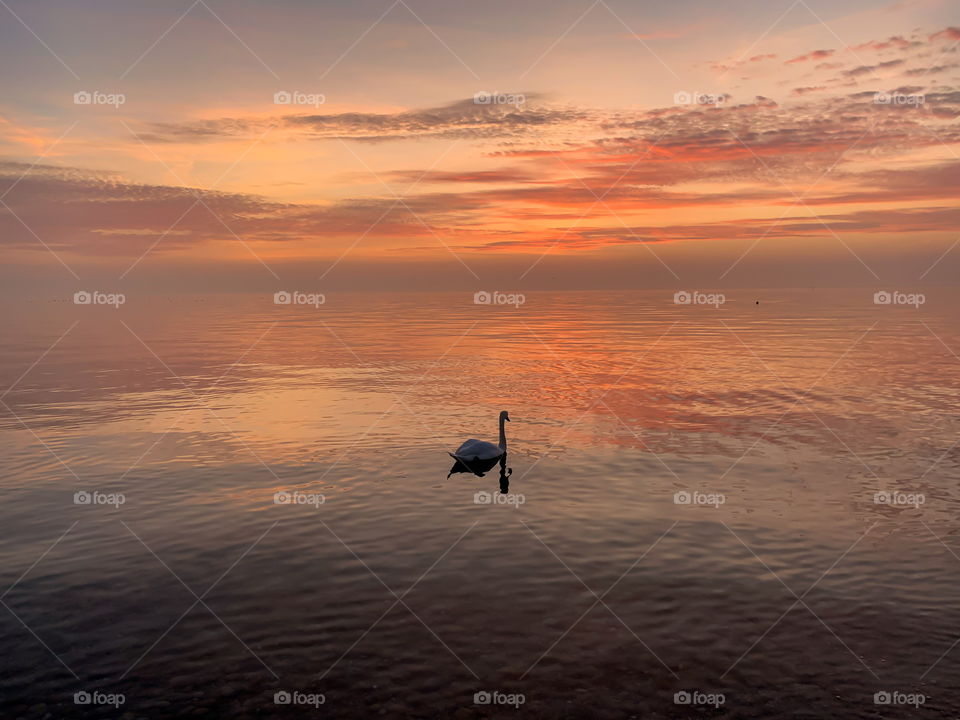 Reflected swan