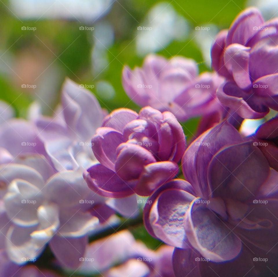 lila flieder flower blume blühten Blüte blühen