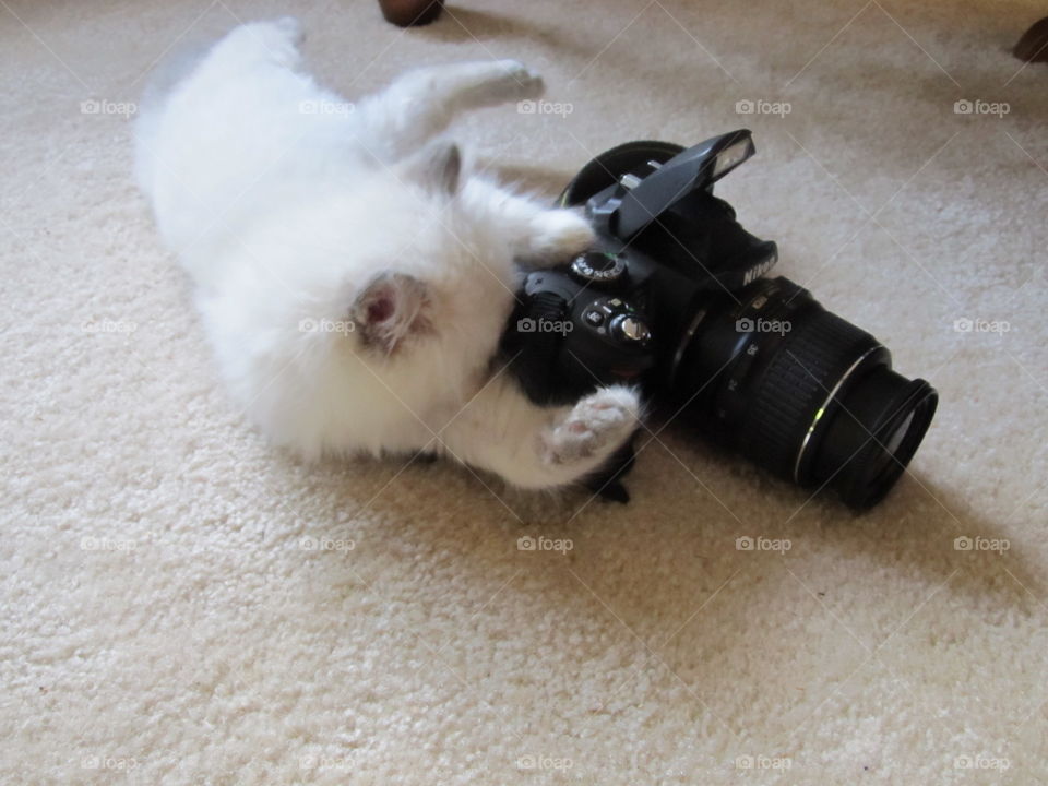 Kitten taking a picture