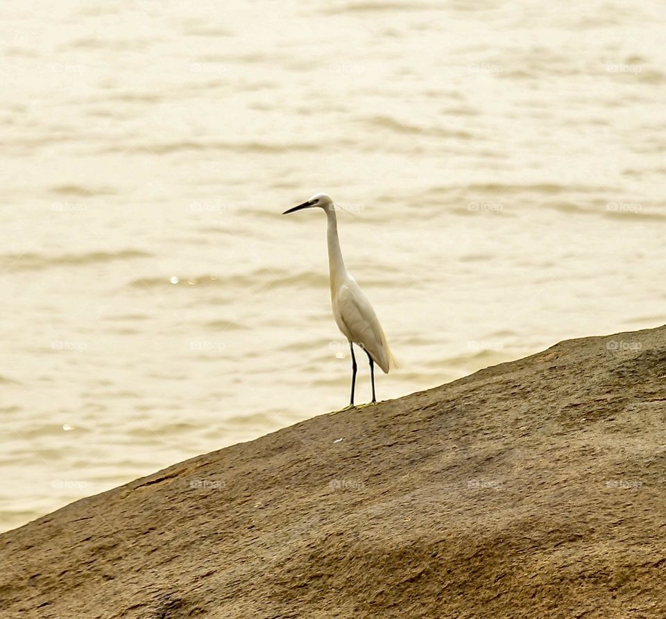 Alone White bird on a rock-formation.