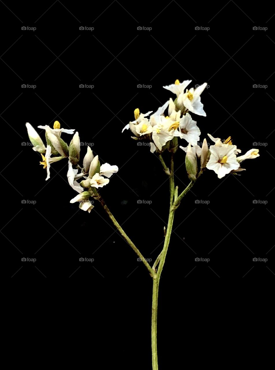 Small white flowers on black background 