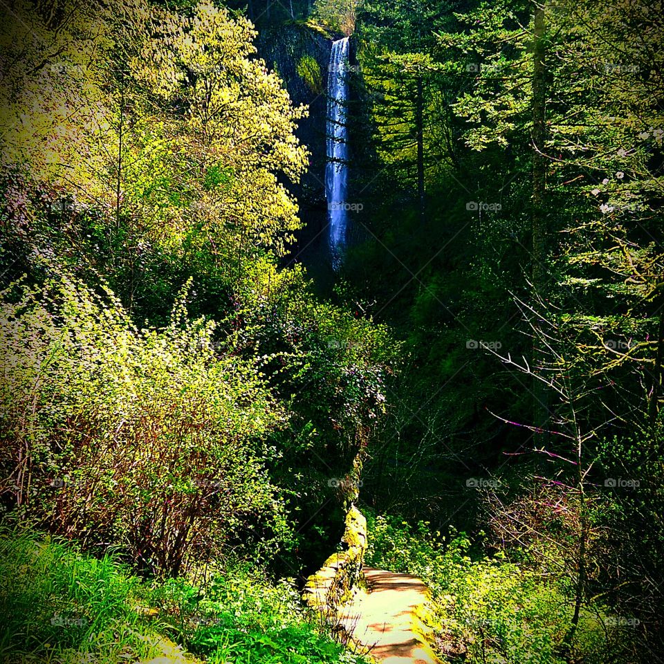 latourell falls. hiking at latourell falls