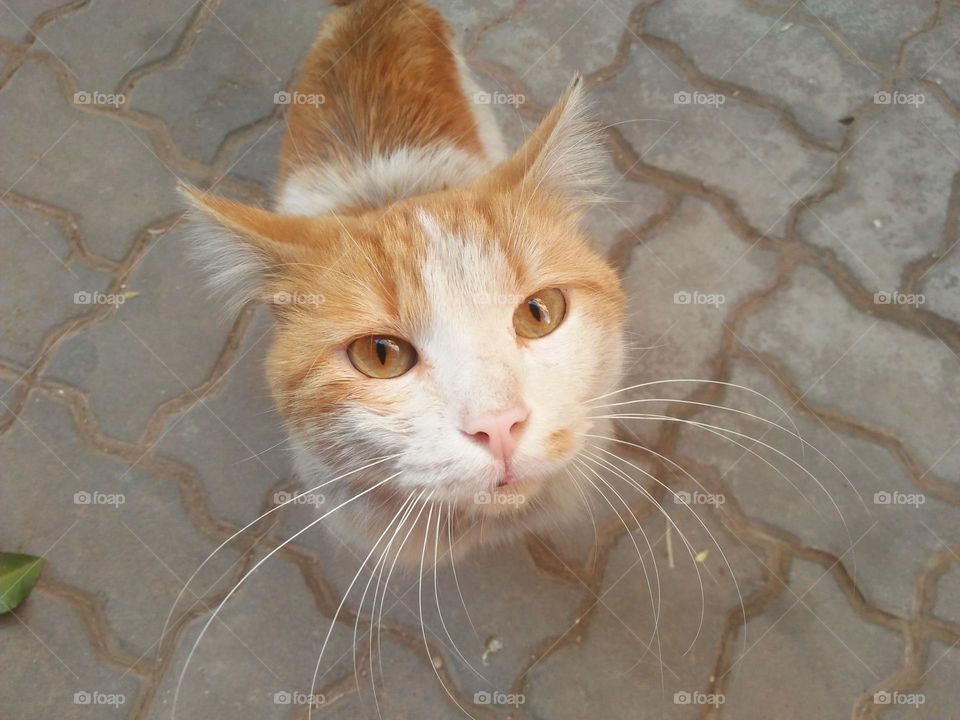 Beautiful cat s head looking at my camera.