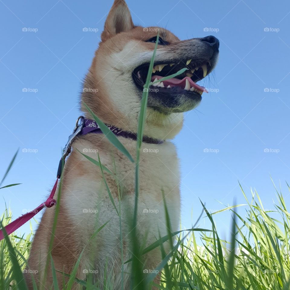 shiba inu dans l'herbe