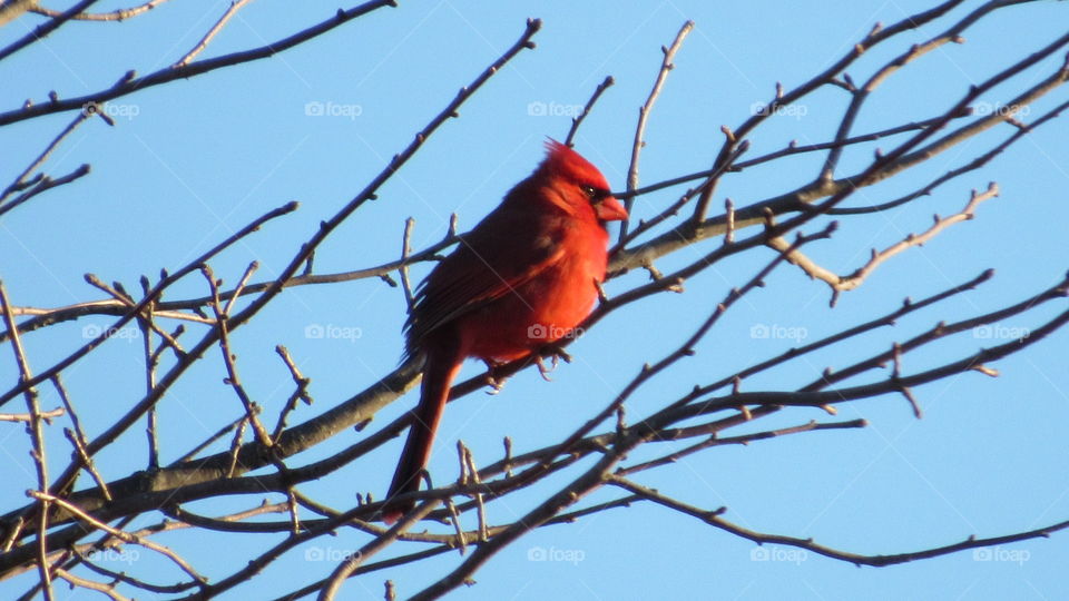 Male Cardinal in a tree