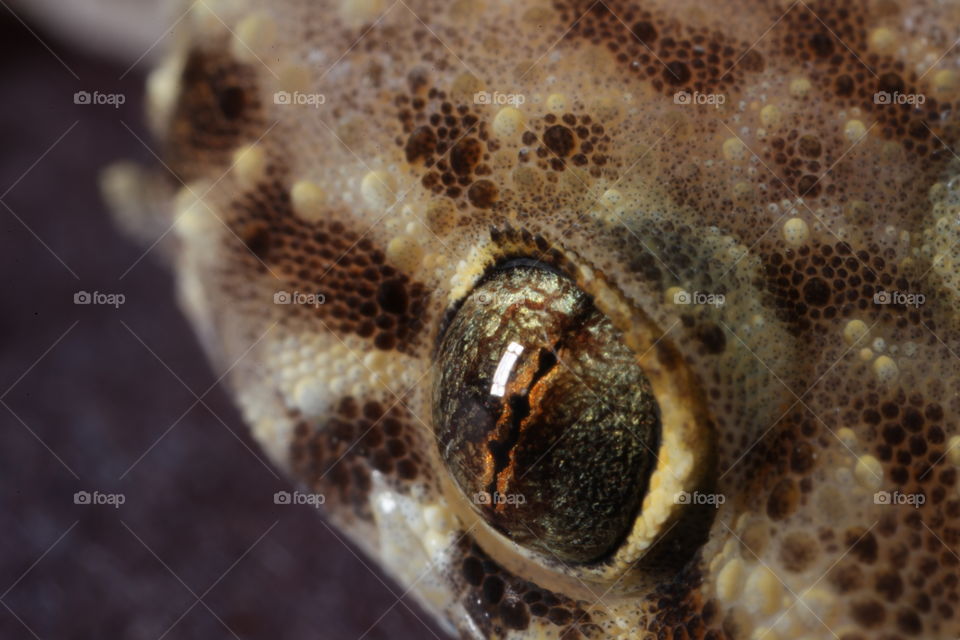 Gecko eye. This is an extreme macro photograph of a Gecko's eye.