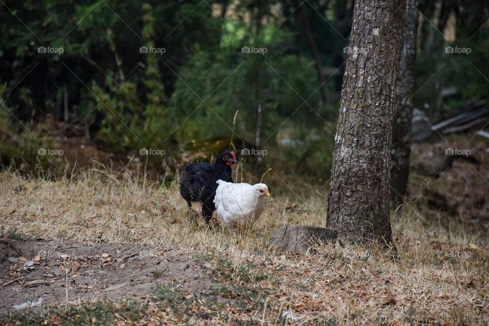 Free living chickens 01