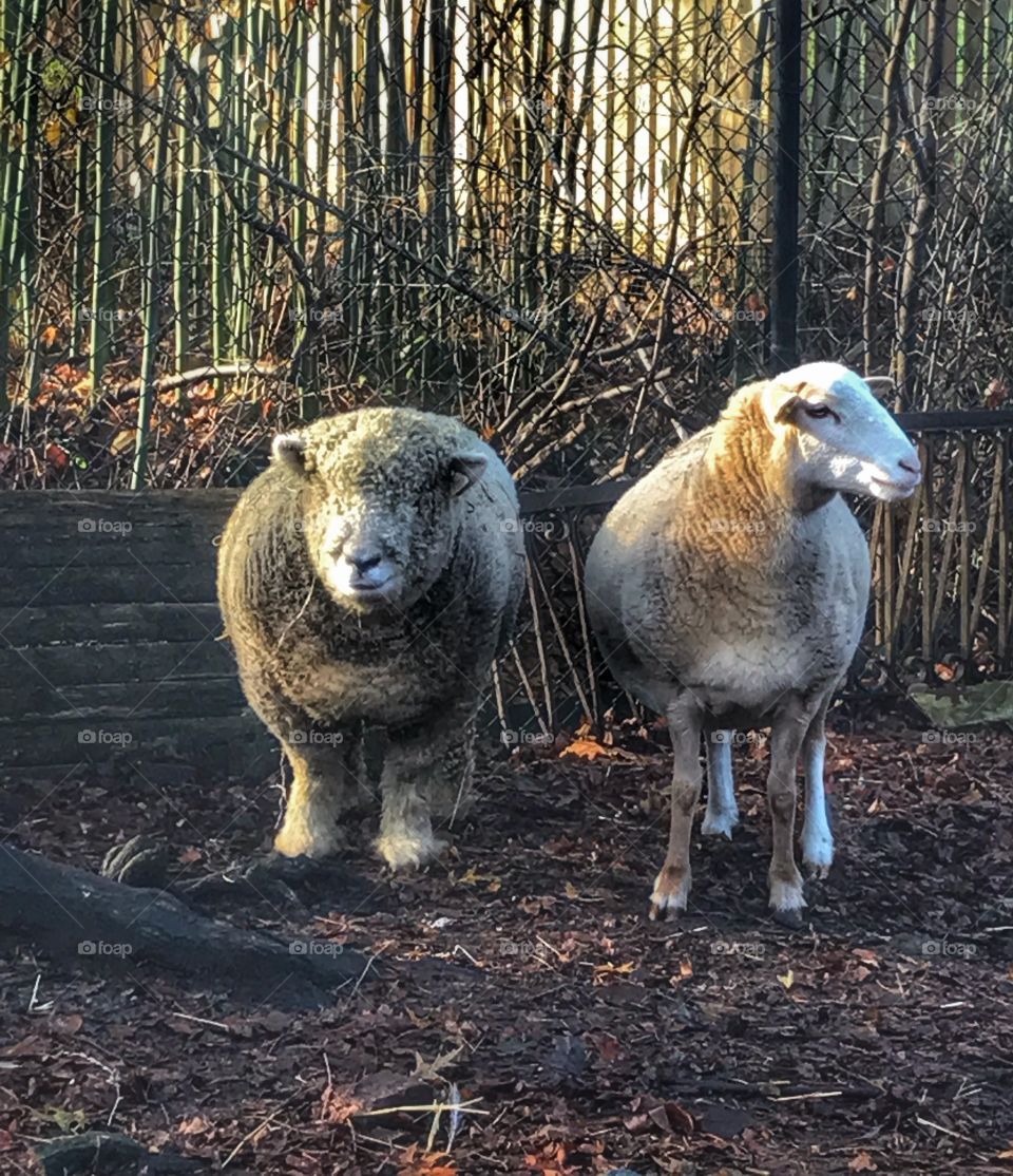 Sheeps being sheepish