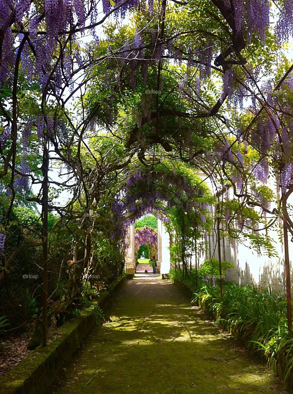 Wisteria tunnel