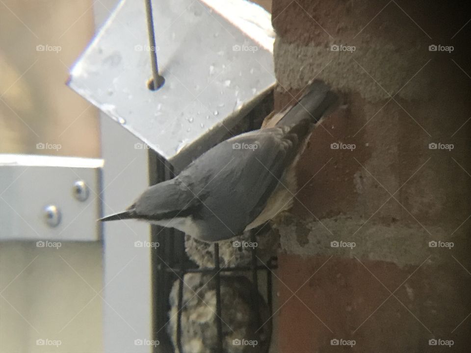 Bird feeding on my balcony