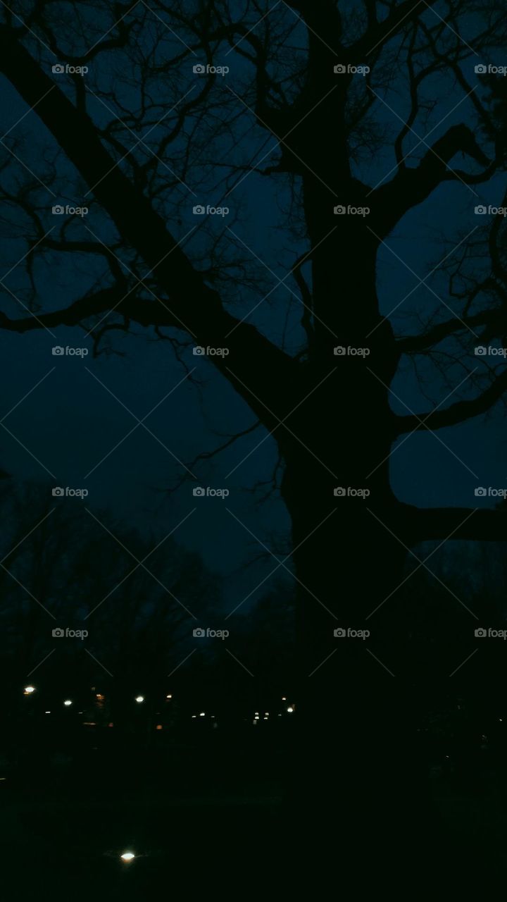 beautiful and mysterious tree in the shade