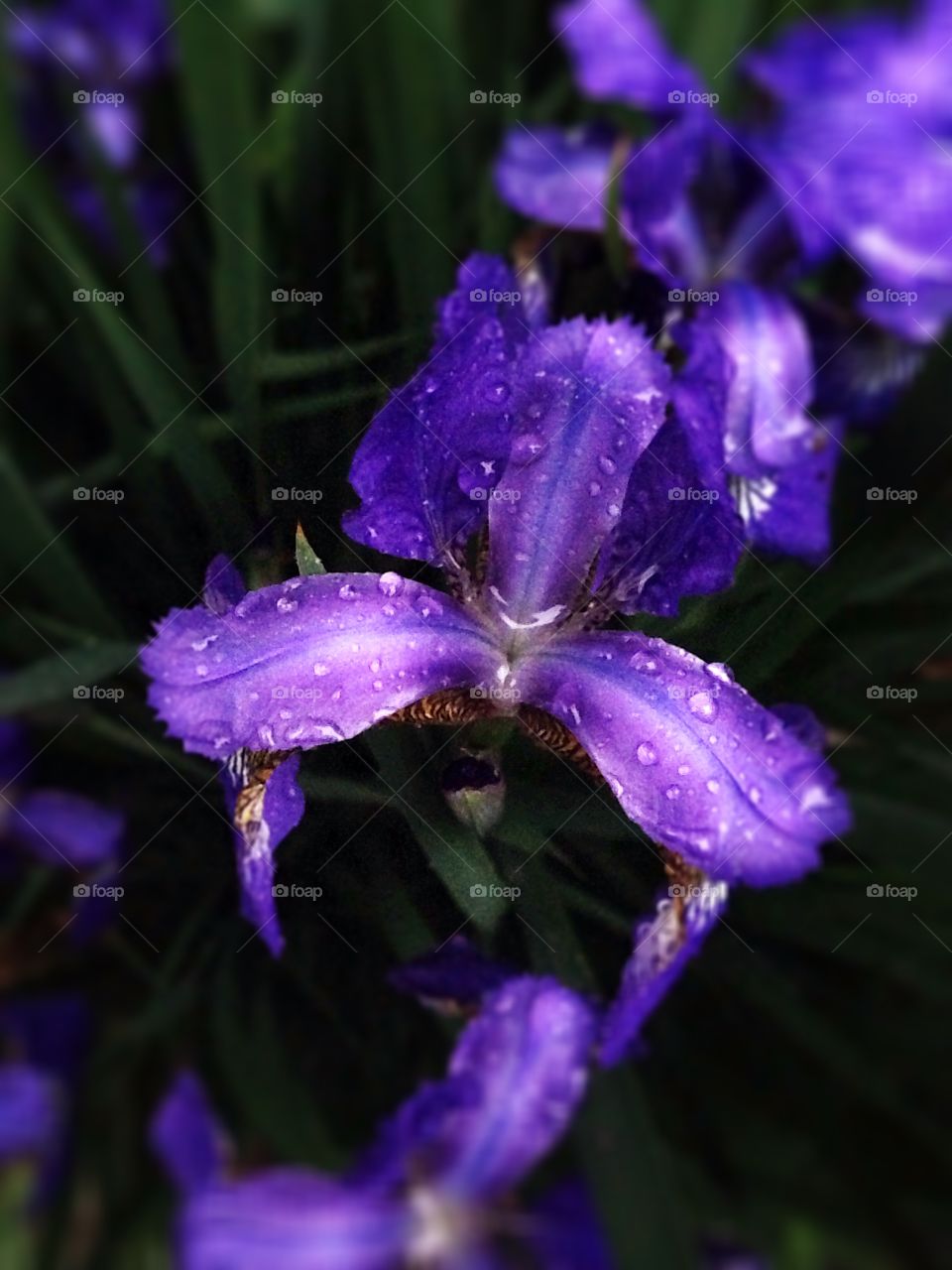 Tears of Iris