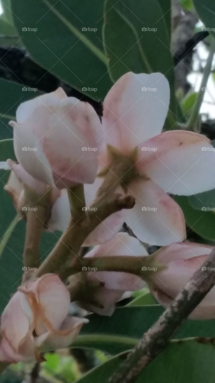 orquídea