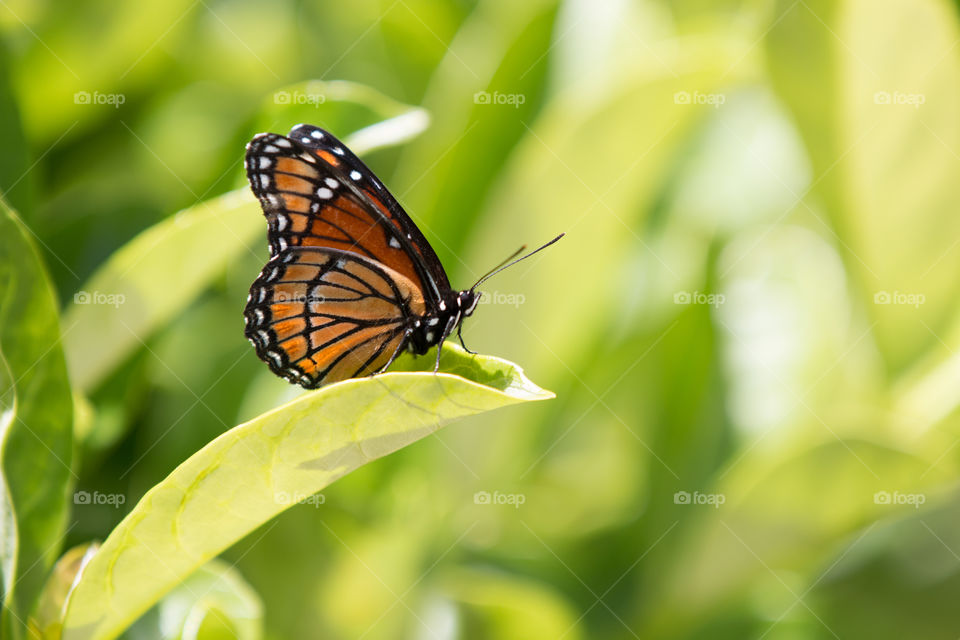 Nature, Butterfly, Insect, Summer, No Person