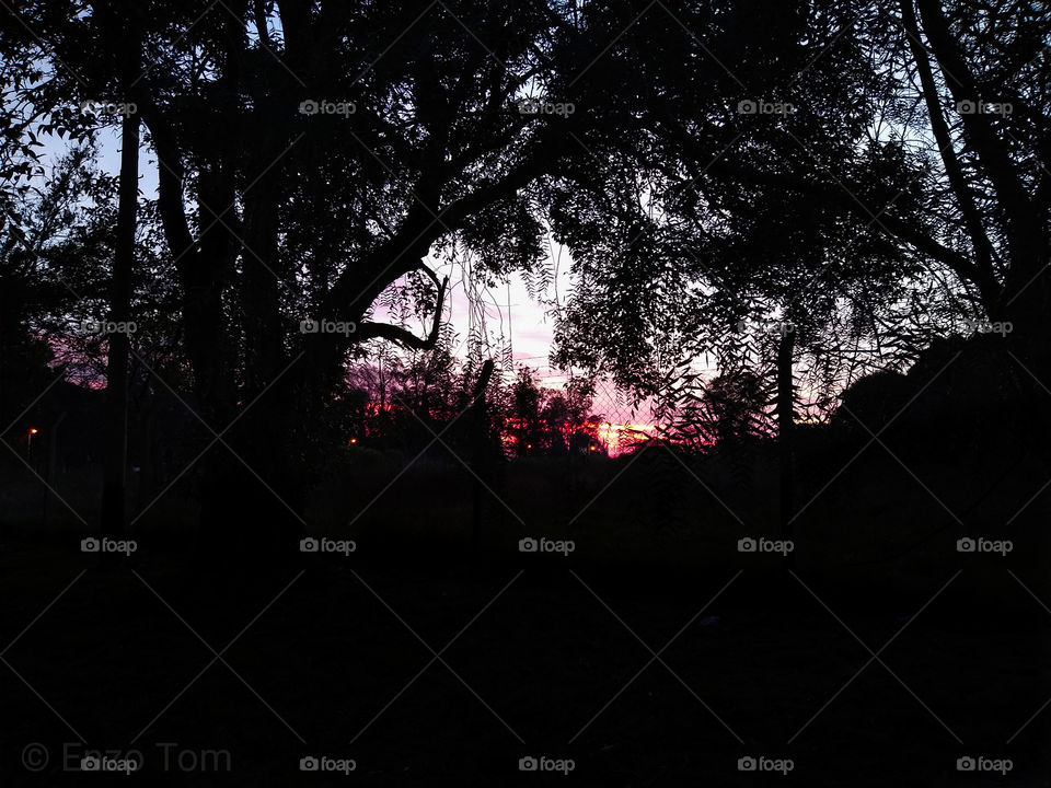 Tree, Landscape, Park, Light, Dark