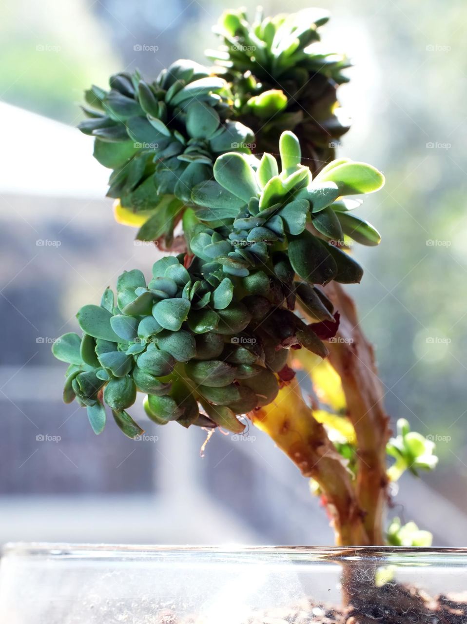 Tree-like succulent