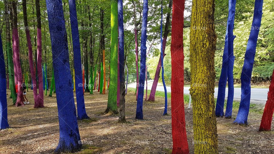 colorful forest