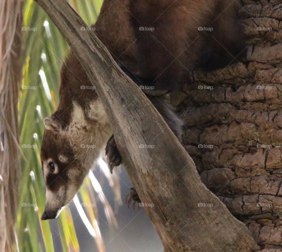 Coatimundi Descending Palm Tree