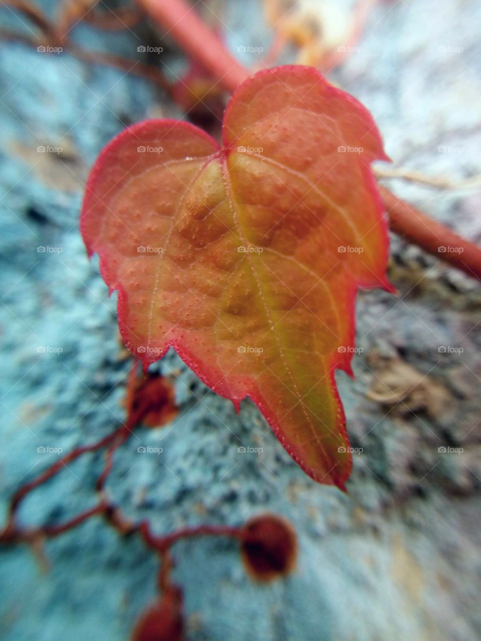 fall leaf