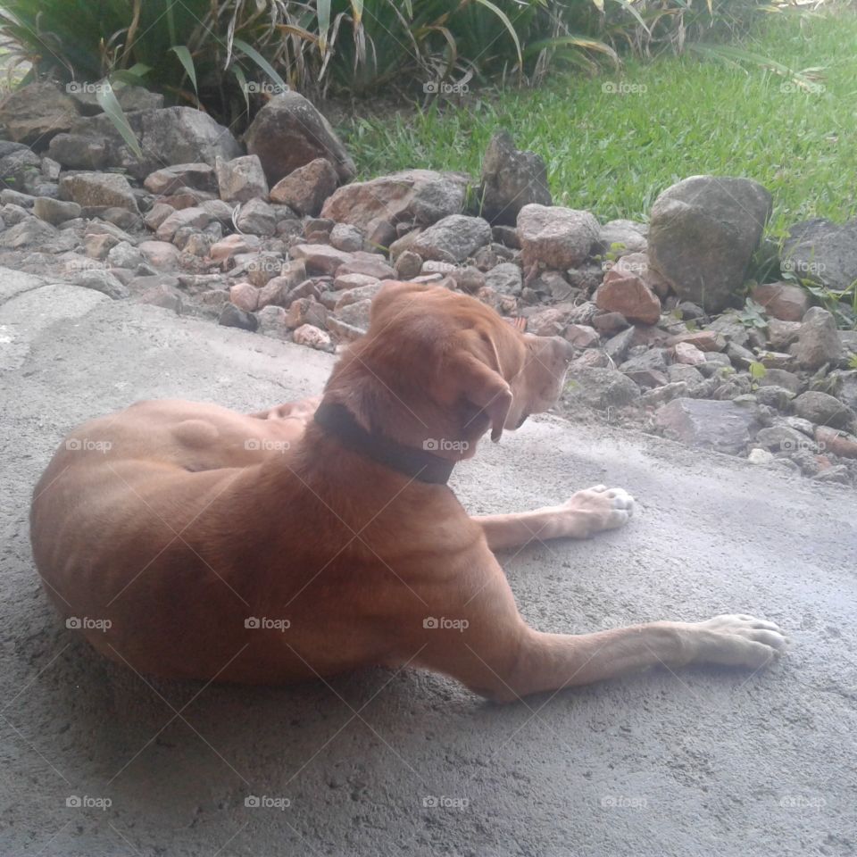 CANINE PET ANIMAL DOG DOG'S