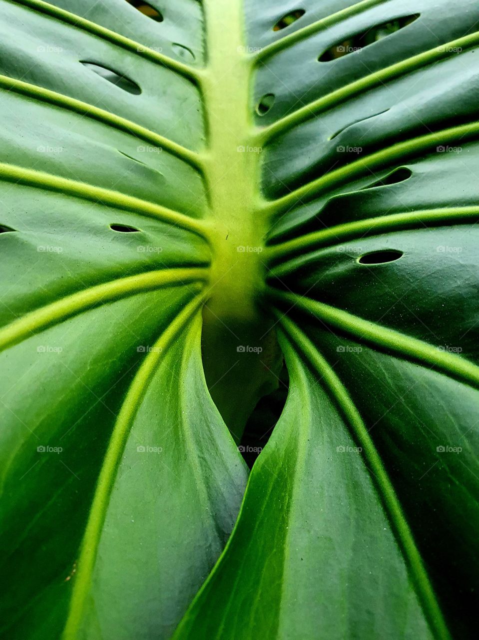 leaf