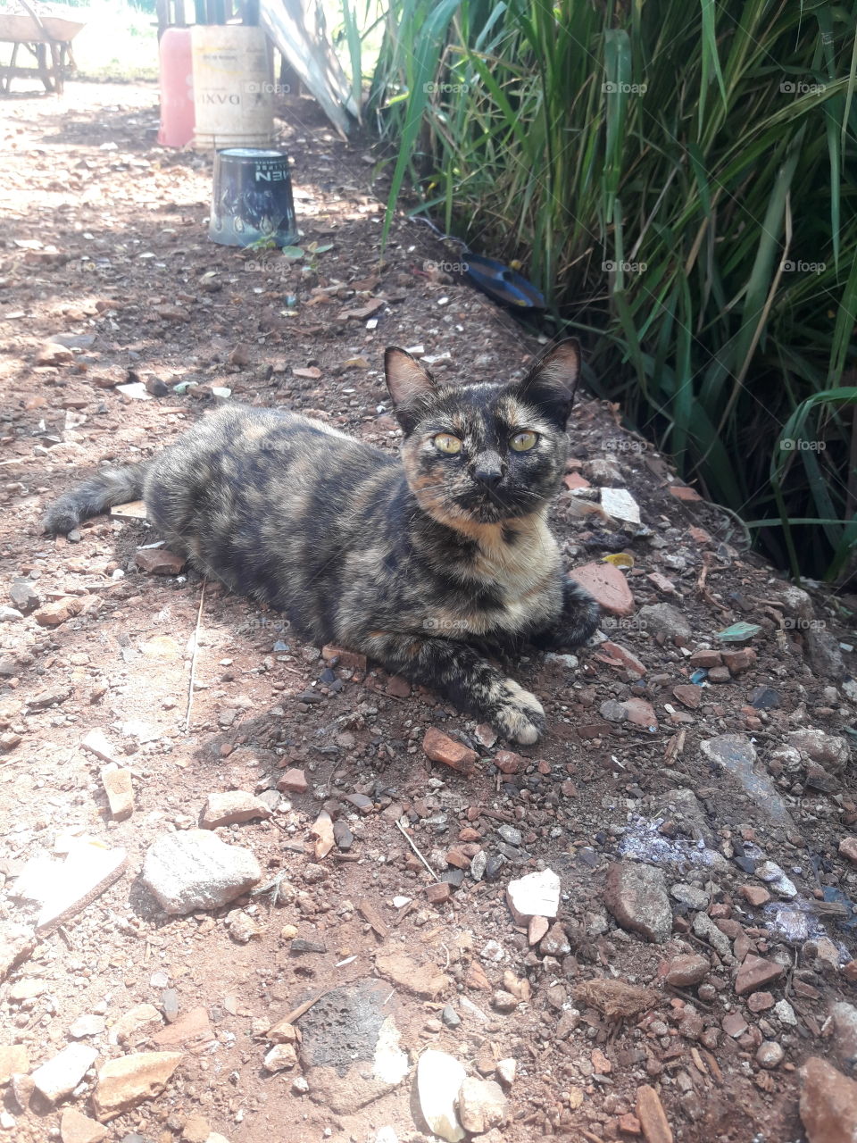 Nada de me preocupar ,sou um gato, não sou homem miau !