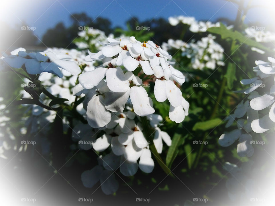 Beautiful white flower garden