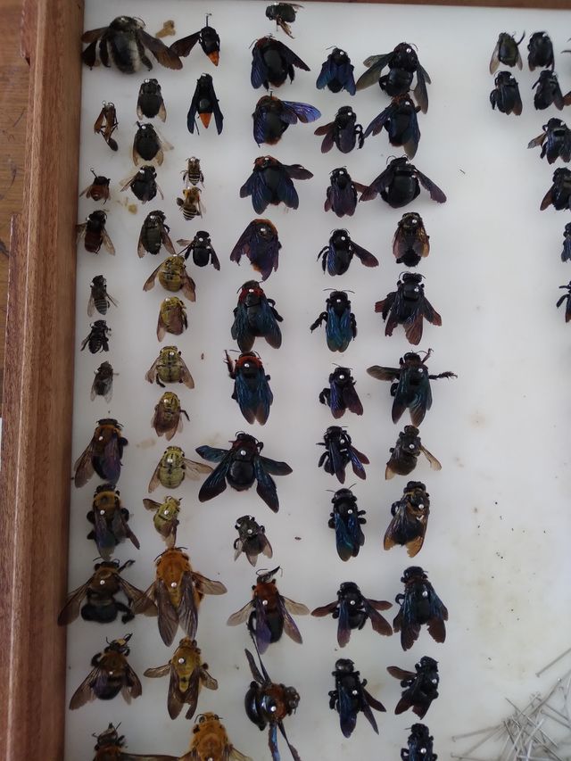 collection of insects, these bees type insects are found in Africa.
