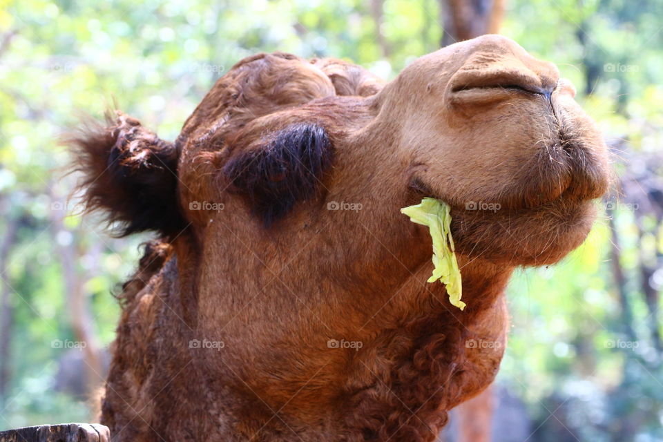 Camel is smiling sweet In the zoo
