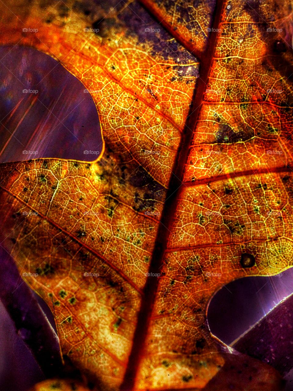 Leaf of Light