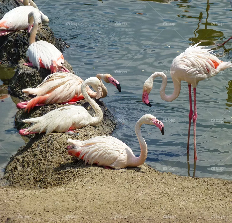 Flamingo