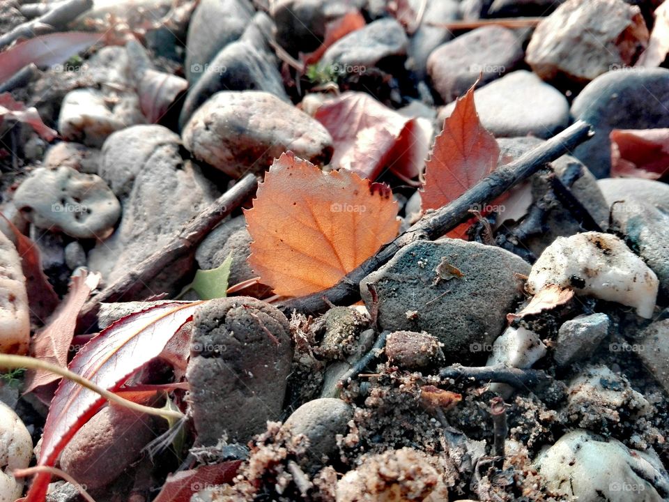 leaves & Steins
