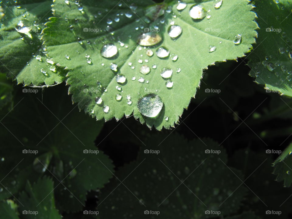 Raindrops on a plant leaf