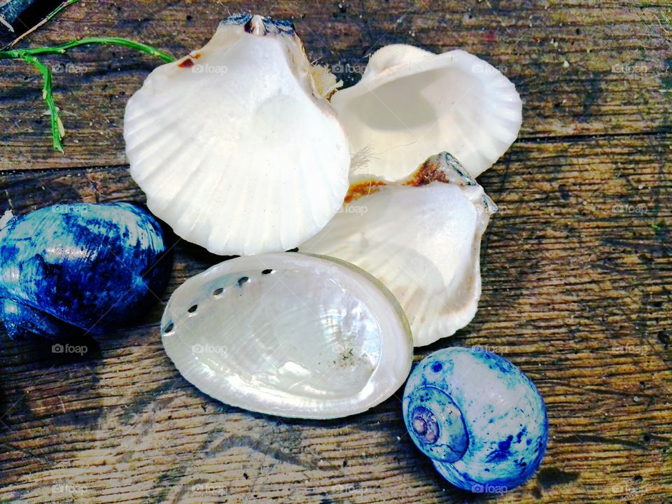 blue and white shells