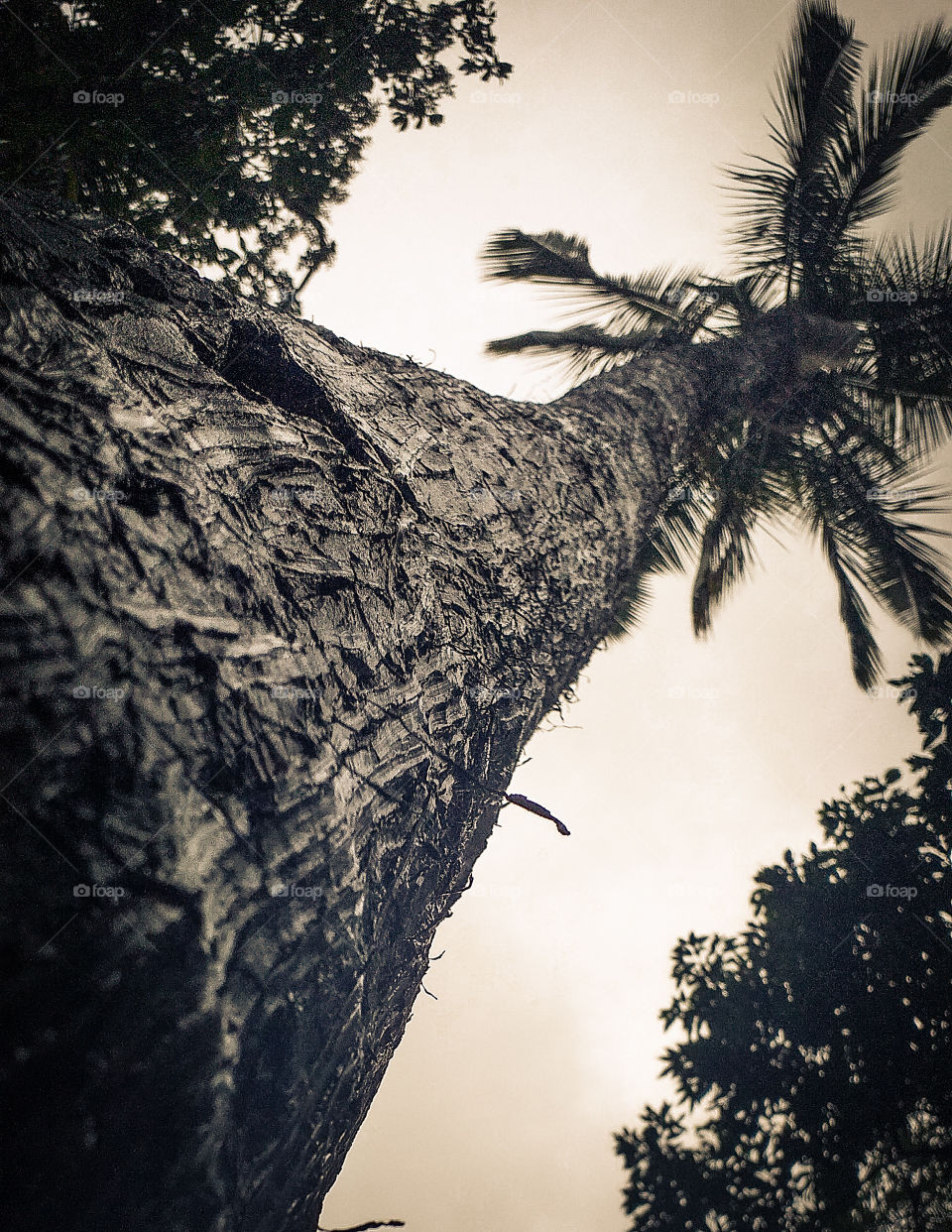 coconut tree touch the sky