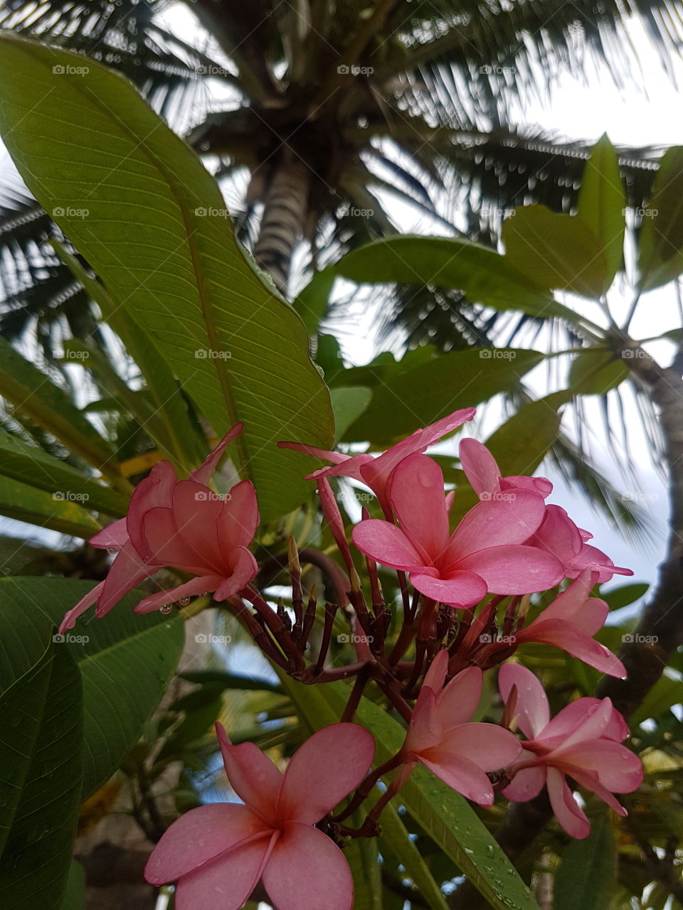 Beautiful wild tropical pink petal Plumeria flowers on tree with lush green leaves, with blue and white sky and palm tree behind
