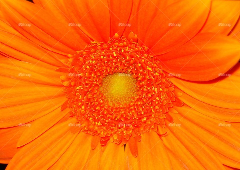 Outrageous Orange Flower