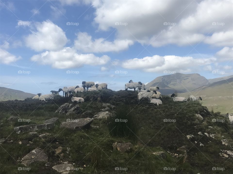 Ireland sheep 