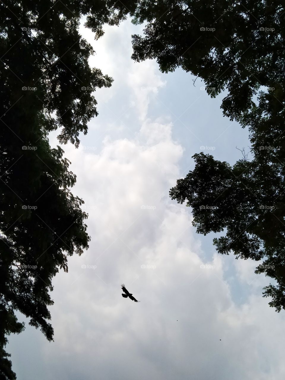 Sky and birds among the leaves.