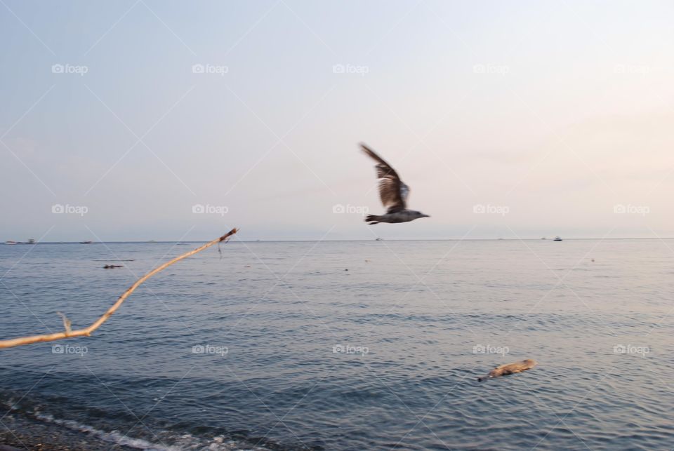 Seagull flying