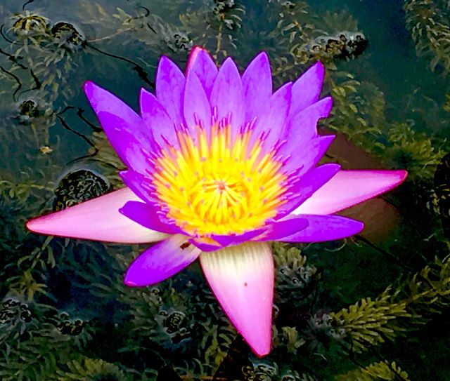 Lotus in the pool